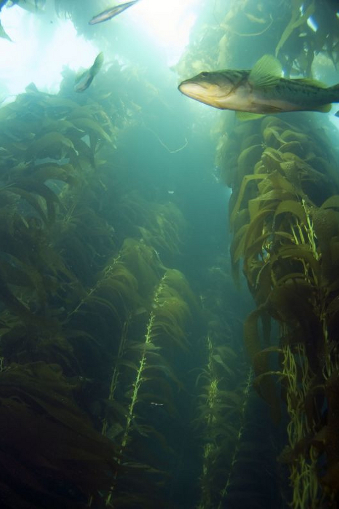 Looking up into the sea kelp at a sea bass in Catalina.
