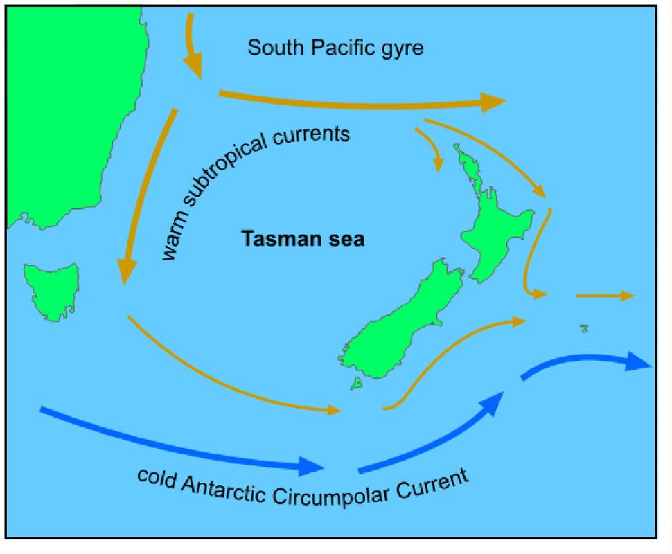 Map showing ocean surface currents around New Zealand.