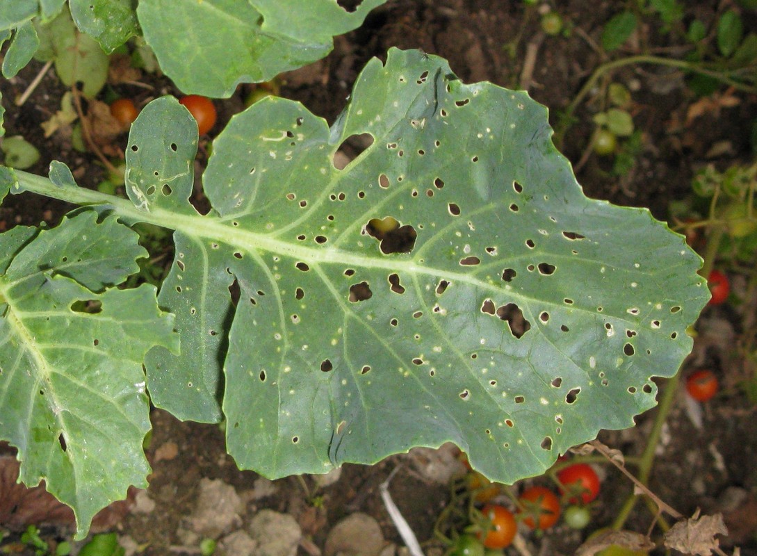 Brassica leaf damage due to white butterfly larvae.