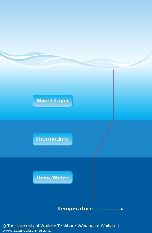 Diagram show the ocean's three main temperature layers. 