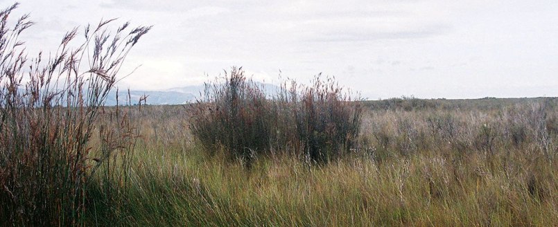 View of the Kopuatai Peat Dome on the Hauraki Plains, NZ