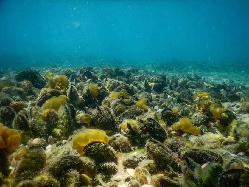 Wild mussels growing offshore from Great Barrier Island, NZ.