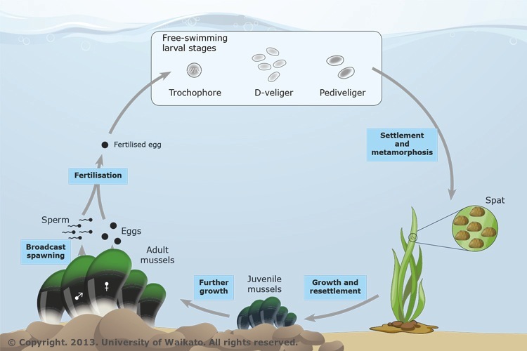 Diagram of the life cycle of the New Zealand green-lipped mussel