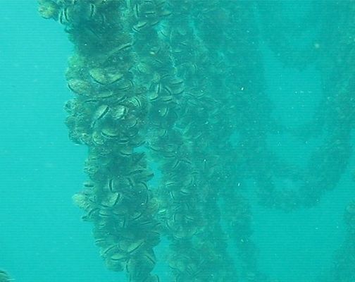 Green-lipped mussels growing on longline underwater in NZ.
