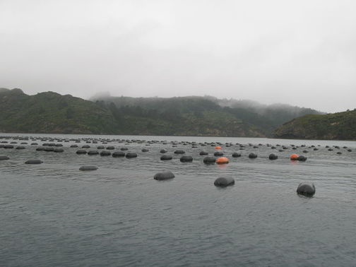 A green-lipped mussel farm near Great Barrier Island.
