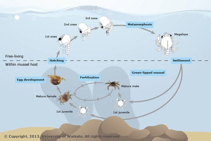 Diagram of the life cycle of the New Zealand pea crab. 
