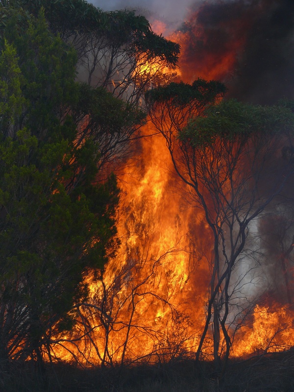 Image of an intense forest wildfire burning. 