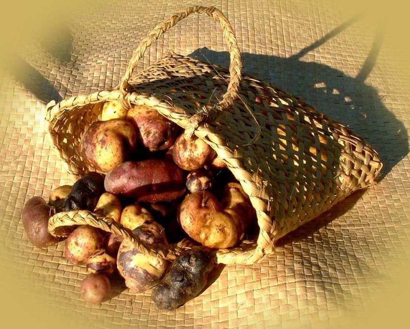 A mixture of taewa (tubers) cultivars in a kete/flax basket.