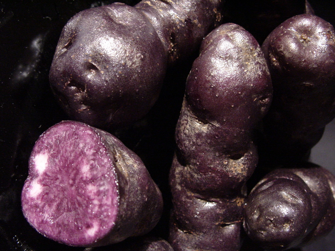 Tūtaekurī – a taewa cultivar are long with purple skin and flesh