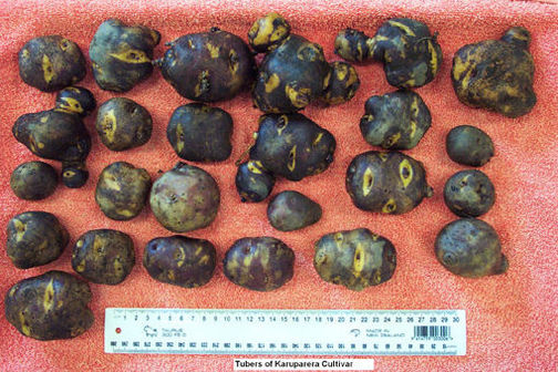 Selection of Karuparera cultivars (tubers) with ruler.