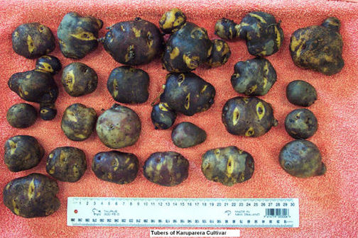 The Cultural Value Of Taewa (Māori Potatoes) — Science Learning Hub
