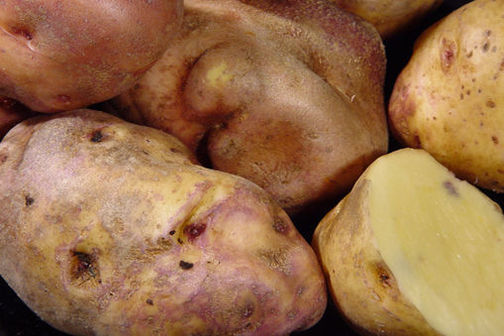 Moemoe – a taewa cultivar a type of tuber like potato