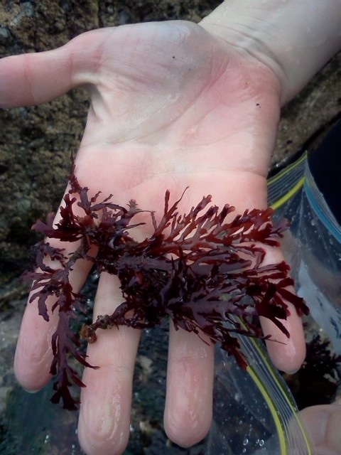 Hand holding some red seaweed (Pterocladia).