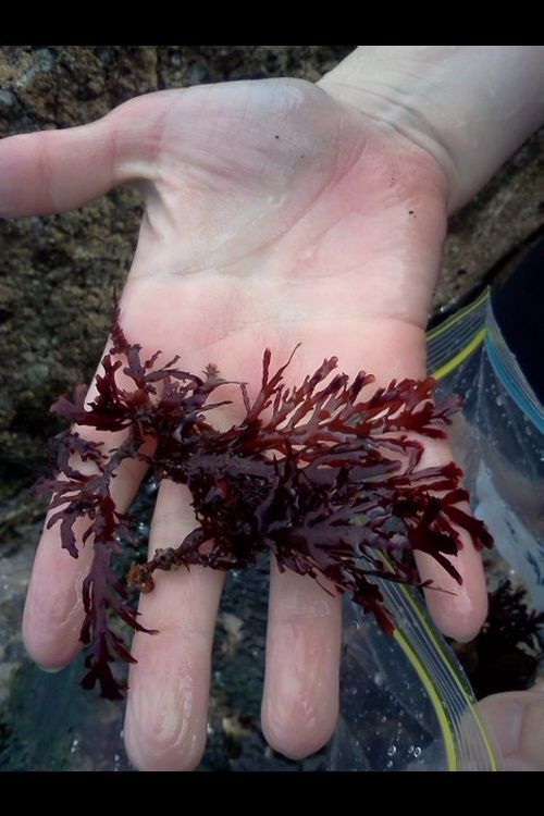 Hand holding some red seaweed (Pterocladia).
