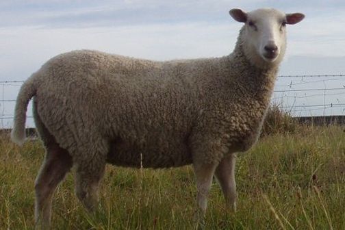 A specially bred Easy care sheep in paddock, New Zealand.