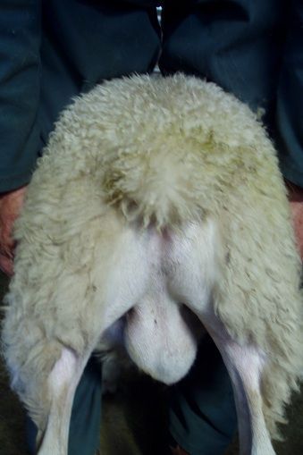 Bare backside of an easy care sheep.