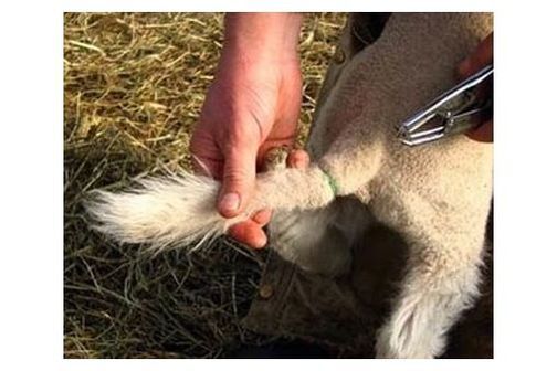 Tail docking of a sheep, hands, tool and back of lamb