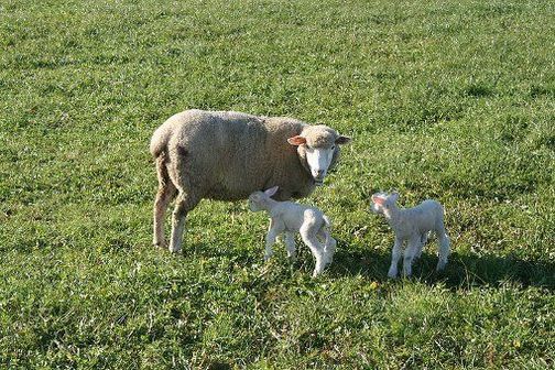 Sheep and 2 lambs in a field in Switzerland.