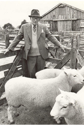 Professor Geoffrey Peren and Perendale sheep in a pen -B&W photo