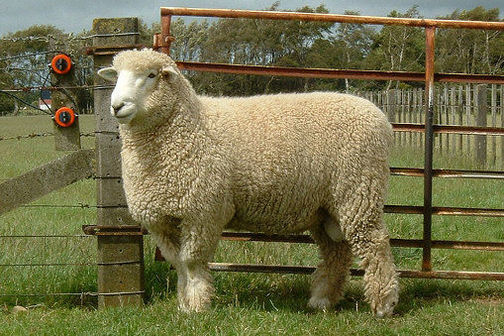 Traditional Romney ram sheep by a fence and gate.