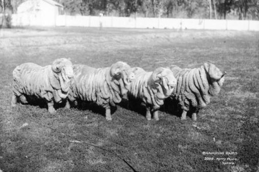 Black and white photo of traditional Merino sheep in field.