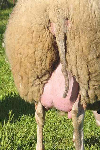 Bare backside and tail of a East Friesian sheep.