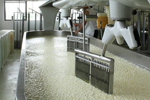Cheese factory separating milk into solid curds and liquid whey.