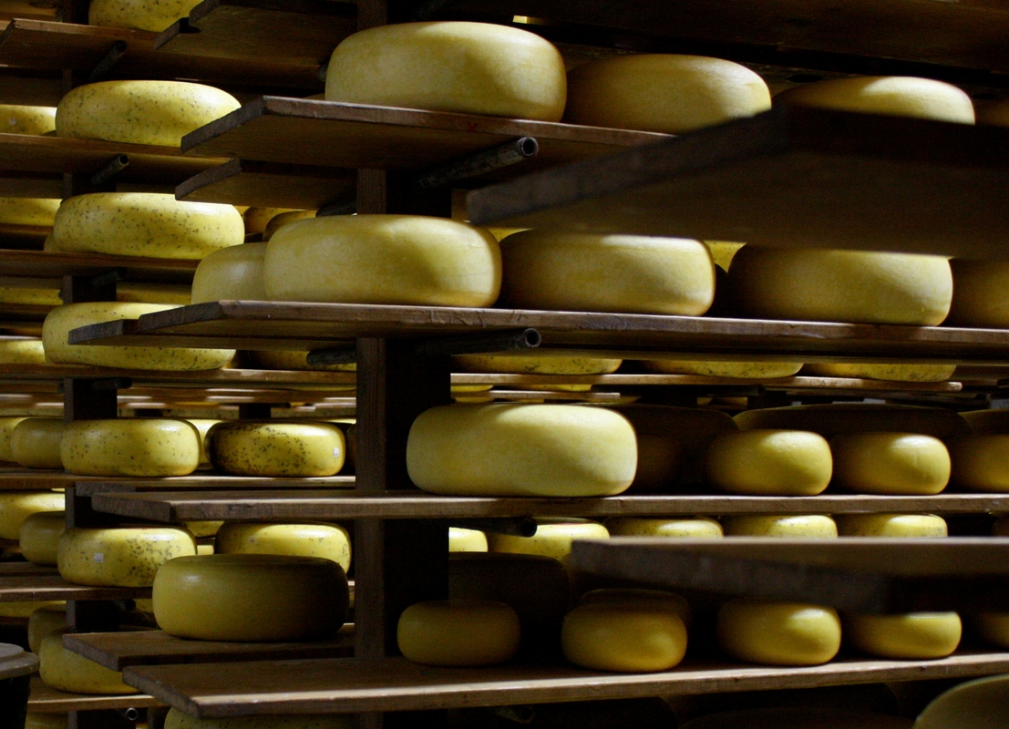Traditional Gouda cheese ripened on wooden shelves,