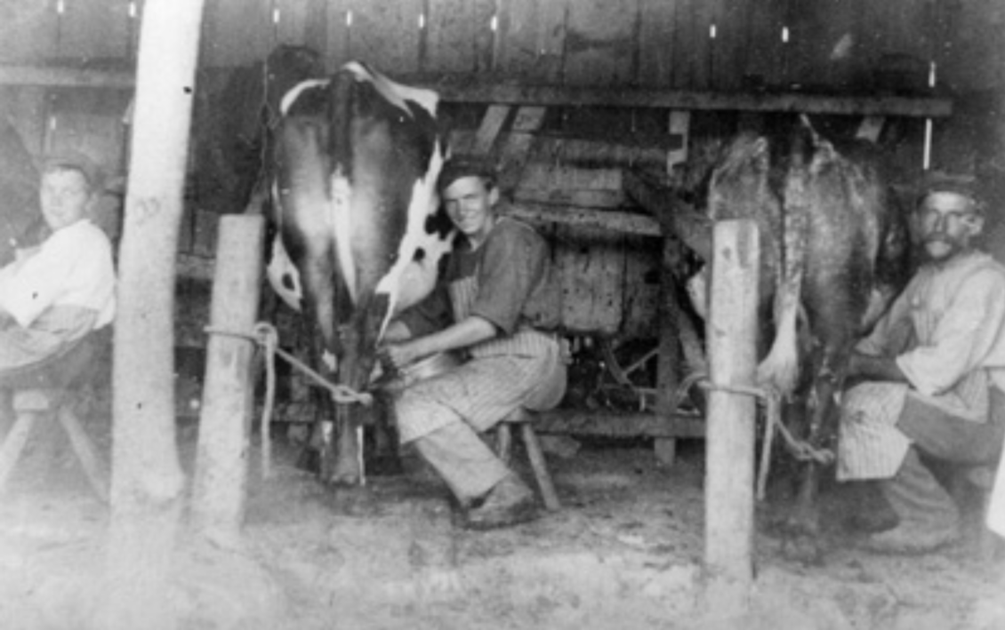 Old Photo of men hand-milking cows in milking shed, NZ