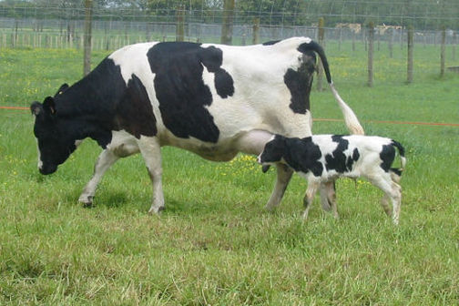 A transgenic calf feeding from it's mother in a field. 
