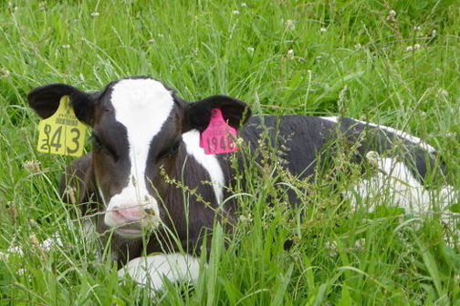 A transgenic calf with ear tags lying in grass.