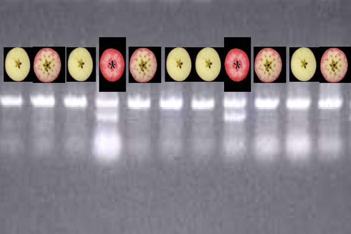 Marker-assisted selection in apples on an agarose gel.