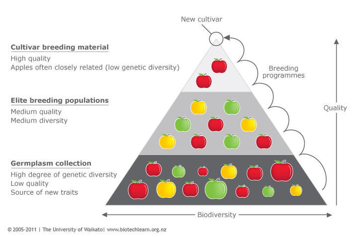 apple germplasm at Plant & Food Research visualised as a pyramid