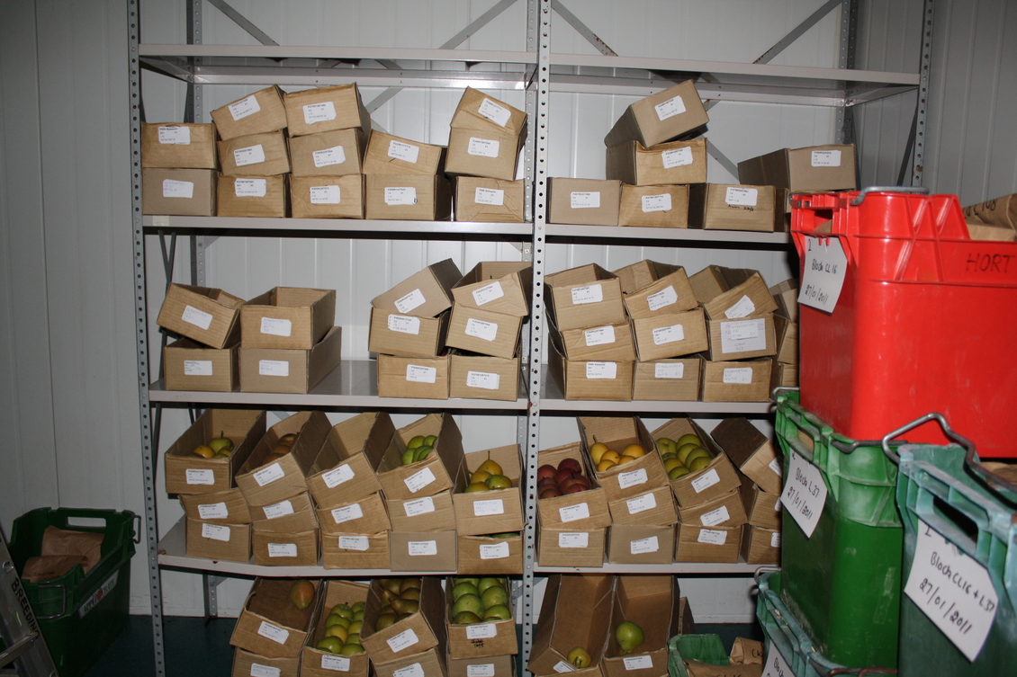 A range of apple varieties in boxes in a storage unit on shelves