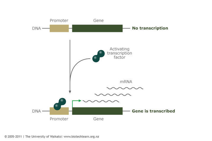 Diagram of transcription factor binding to DNA.