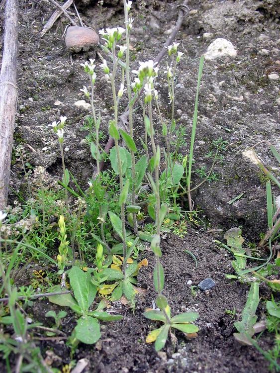 Arabidopsis thaliana habito plant growing outside
