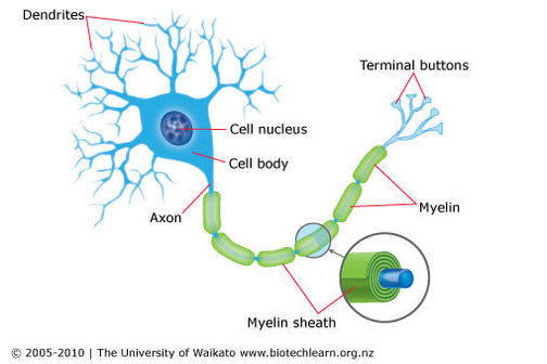 The axon of a nerve cell is surrounded by myelin diagram.