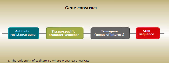 Information within a gene construct. 