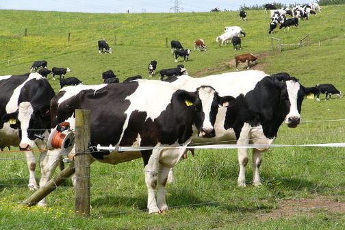Transgenic cows in an outside containment facility, New Zealand