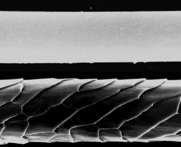 A microscopic longitudinal view of synthetic fibre & wool fibre