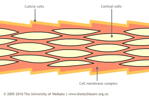 Diagram: arrangement of cortical cells and cell membrane complex