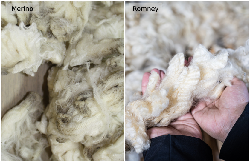 Fibres from Merino and Romney sheep on a dark background.