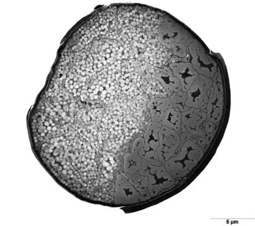 Wool fibre cross-section: paracortical and orthocortical cells. 