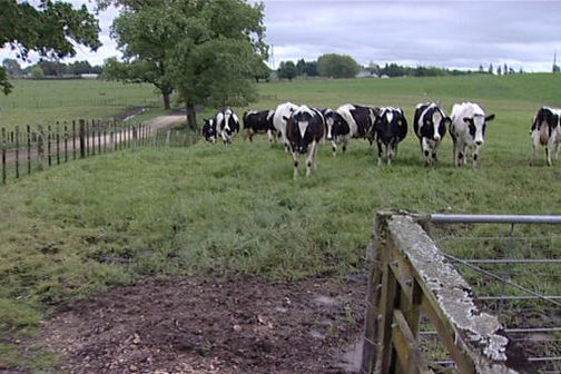 A herd of transgenic cows at an animal containment facility, NZ.
