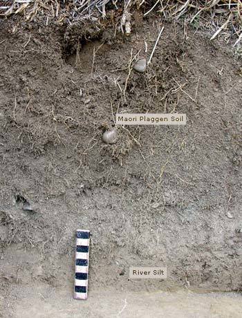 Māori gardeners sometimes modified soil called plaggen soil