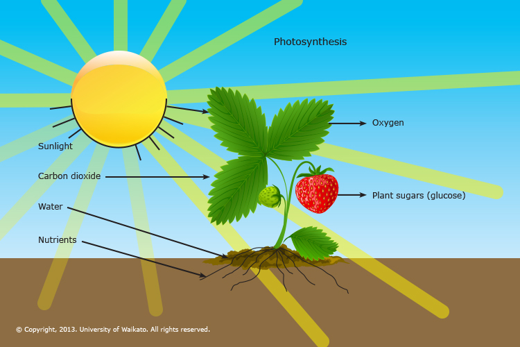 Diagram of how plants get air, water and nutrients from the soil