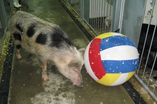 A pig playing with an inflatable ball in a indoor pen.