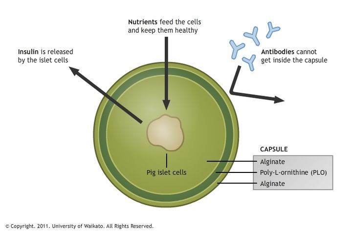 Diagram of pig islet cells encapsulated within alginate coating.