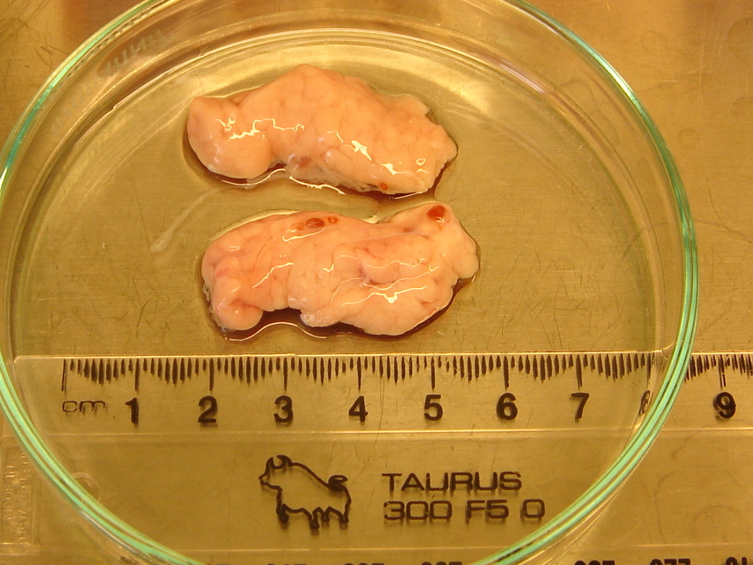2 pancreases from 7–16 day old piglets in petri dish with ruler