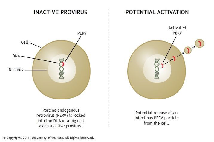 Potential porcine endogenous retrovirus activation diagram